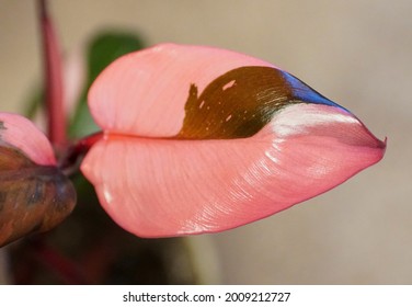 필로덴드론 핑크 프린세스의 아름다운 밝은 분홍색과 스톡 사진 2009212727 | Shutterstock