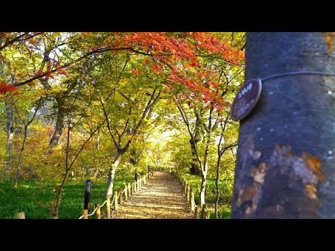 천년의 숲, 함양 상림 - Youtube