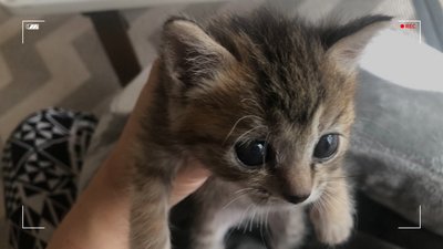 새끼 고양이 눈뜨는 시기, 눈동자 눈색 변화 언제일까? : 네이버 포스트