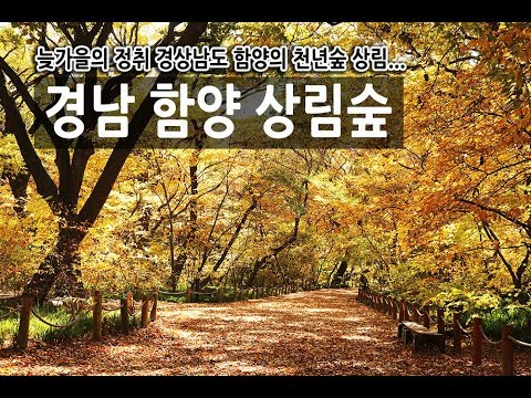 경남 함양 상림 [천년 숲을 거닐다] - Youtube