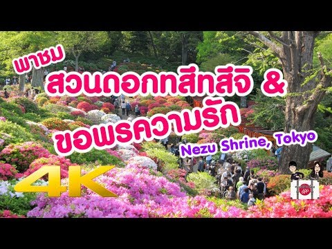 เที่ยวญี่ปุ่น 🔴 พาเที่ยวสวนดอกไม้ทสึทสึจิ ขอพรความรักที่ศาลเจ้า Nezu - 4K