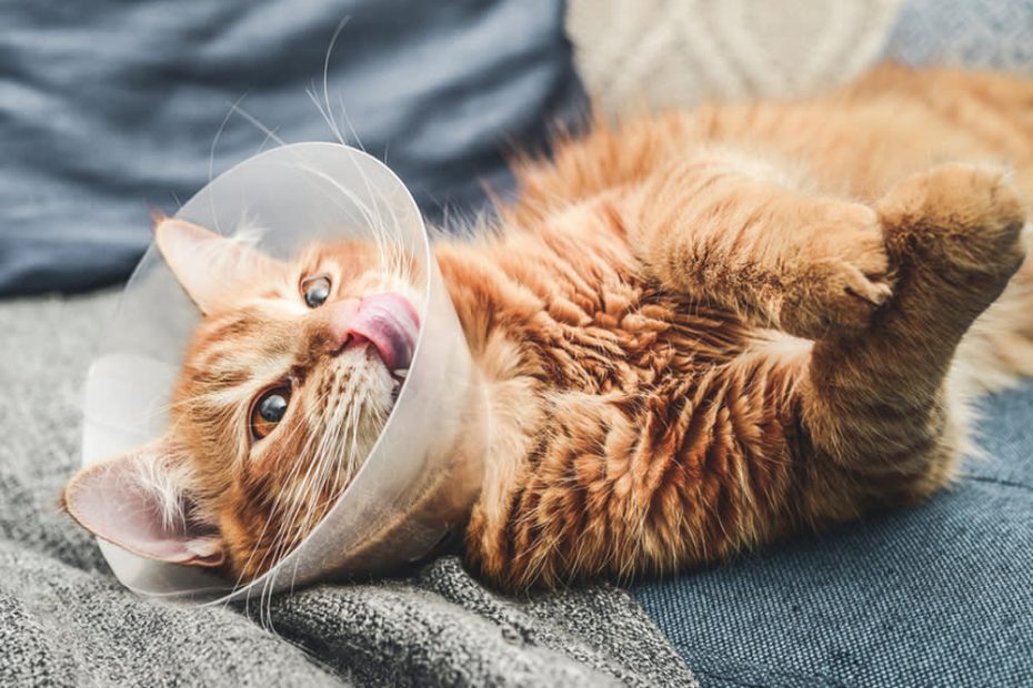 Neutering Male Cats: Behavior And Recovery Guide · The Wildest