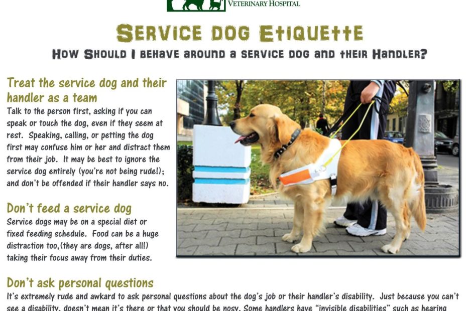 Pin On Service And Assistance Animals