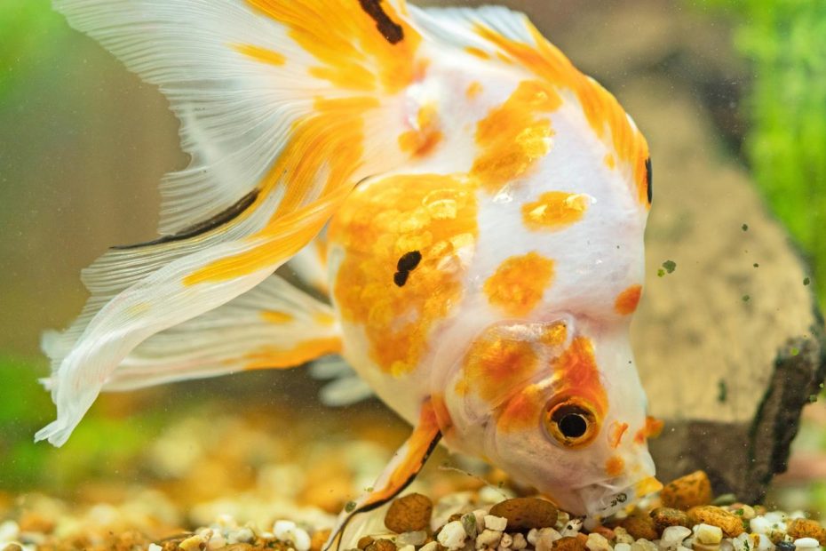 What Do Goldfish Eat? Food Staples And Special Treats | Lovetoknow Pets