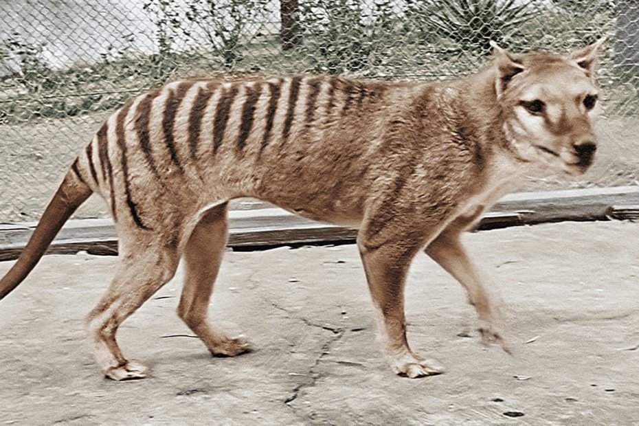 Tasmanian Tiger May Have Survived Into The 2000S, New Analysis Suggests |  Tasmania | The Guardian