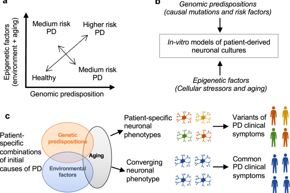 Genetic Predispositions Of Parkinson'S Disease Revealed In Patient-Derived  Brain Cells | Npj Parkinson'S Disease