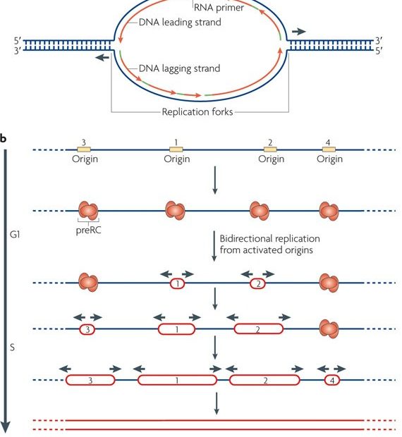 Eukaryotic Dna Replication Origins: Many Choices For Appropriate Answers |  Nature Reviews Molecular Cell Biology