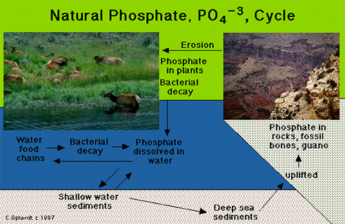 Surface Water: Phosphate The Fertilizer Promoting Stream Degradation