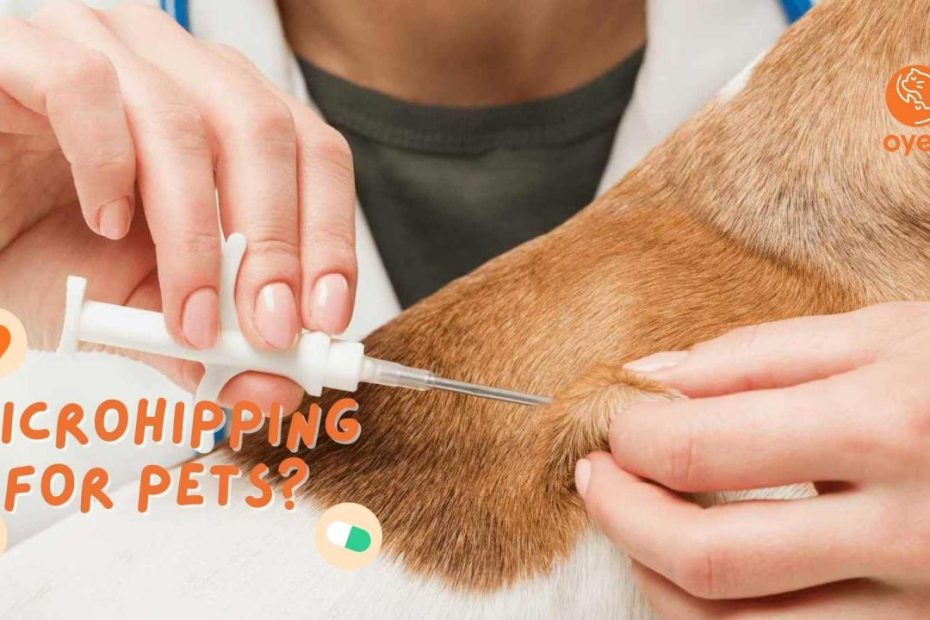 Does Microchipping Hurt Your Dogs And Cats?