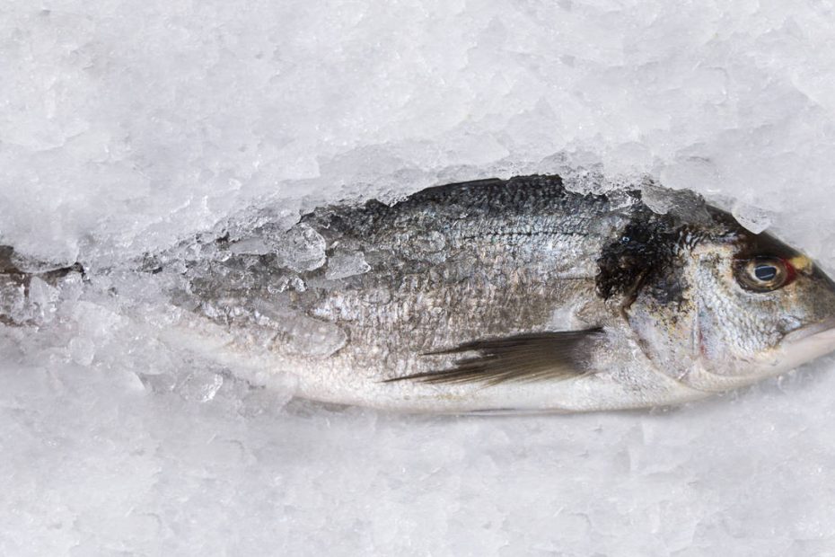 Here Is How Long You Can Keep Your Fish Fresh In The Fridge | The Times Of  India