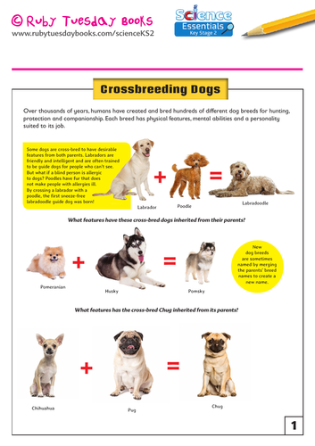 Design Your Own Dog Breed! | Teaching Resources