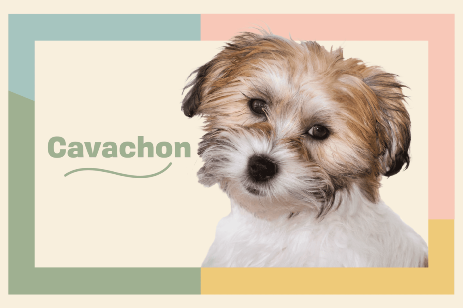 Cavachon Dog Breed Information And Characteristics