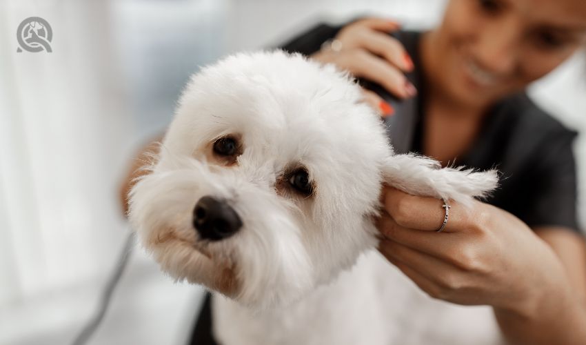 How Much Does It Cost To Start A Dog Grooming Business? - Qc Pet Studies