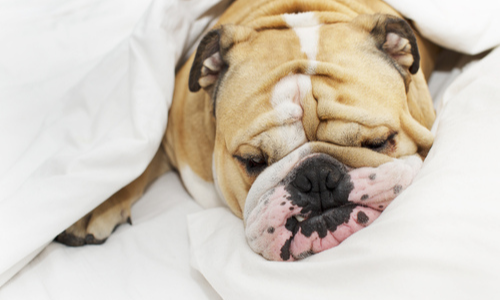 8 Common Reasons Why Your Dog Is Snoring - Dutchtown Animal Hospital