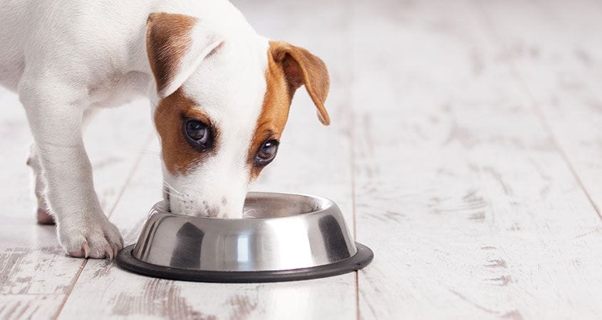 Nutrition For Dogs | Tips On Dog Diet - Cesar'S Way