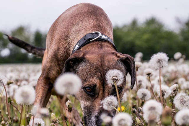 Can Dogs Eat Dandelions? Are Dandelions Bad For Dogs & More? - Doggohq.Com