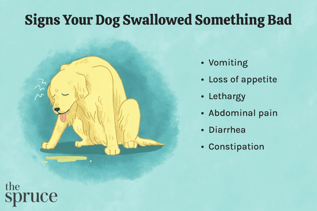 What To Do If Your Puppy Swallowed Something They Shouldn'T Have