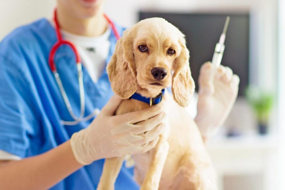 Dog Vaccinations Cost: What You'Ll Pay For Core Shots, Boosters