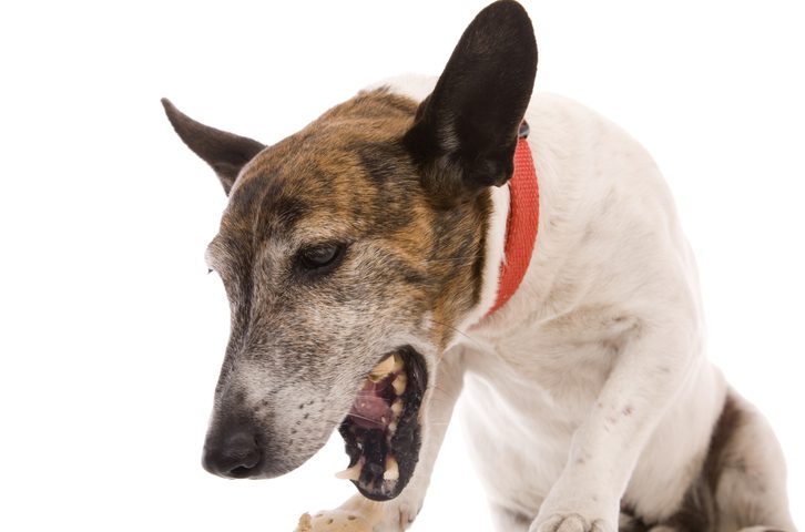 6 Causes Of Dog Wheezing - The Village Vets 24-Hour Emergency