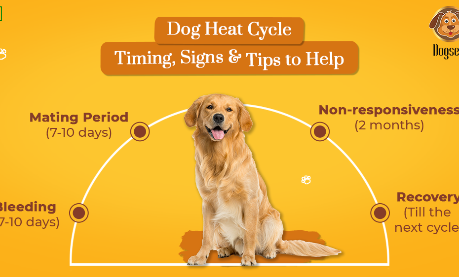 Dog Heat Cycle: Timing, Signs & Tips To Help | Dogsee