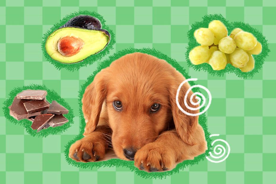 Dog Poisoning Symptoms: How To Tell If A Dog Ate Something Poisonous -  Dodowell - The Dodo