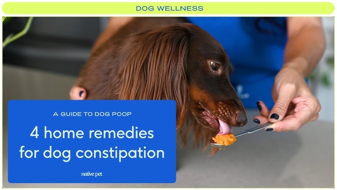 How To Cure A Dog'S Constipation - Youtube
