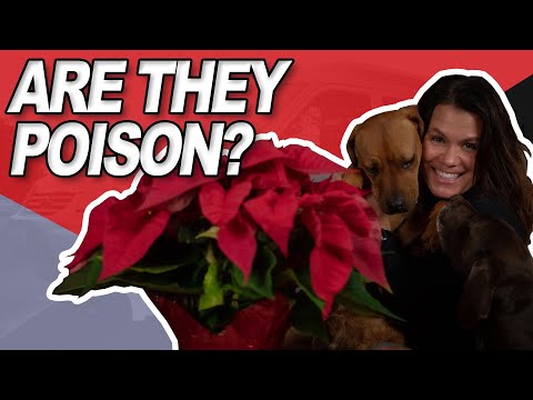 Are Poinsettias Poisonous to Dogs and Cats? | Petcare Myths