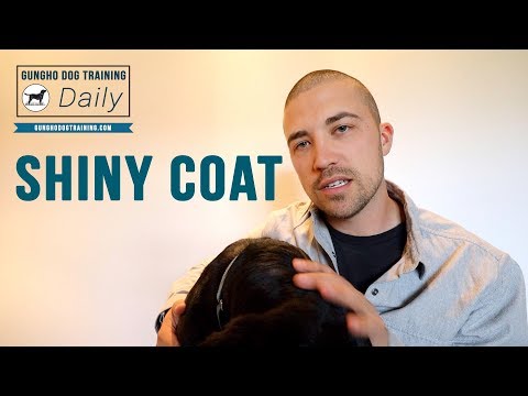 How To Make Dog Coat Shiny