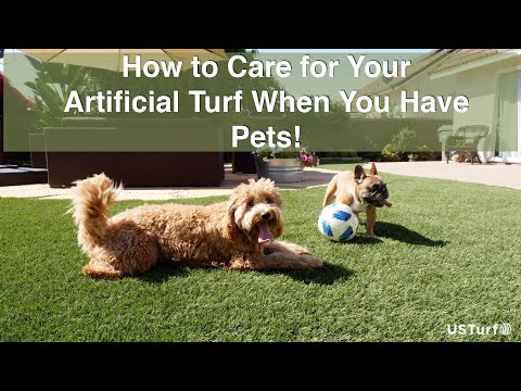 Care Tips: How To Clean Artificial Grass For Dogs And Pets | Us Turf