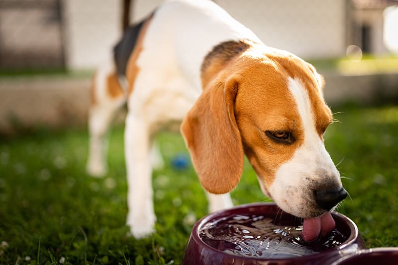 Dehydration In Dogs - Symptoms, Causes, And Treatments| Memphis Vet |  Animal Emergency Center