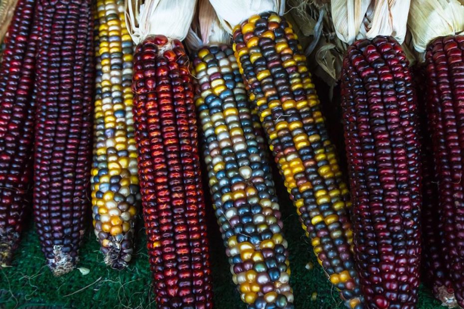 Everything You Ever Wanted To Know About Indian Corn | Howstuffworks