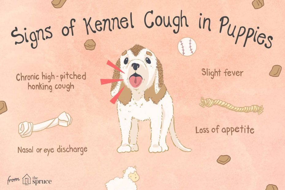 Kennel Cough In Puppies