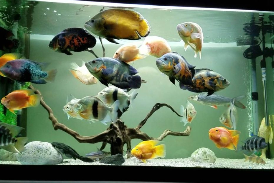 Oscar Fish Care: Size, Tank Mates, Setup, And Breeding