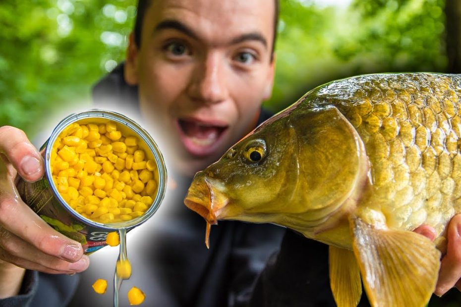 How To Catch Carp With Corn! (Easy And Cheap Bait For Carp Fishing) -  Youtube