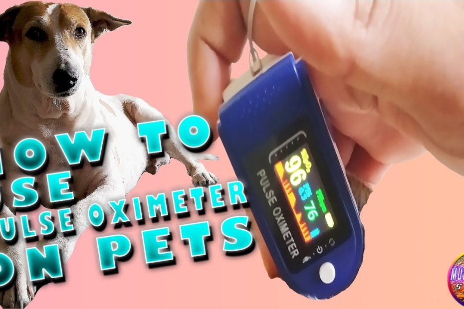 How To Use Pulse Oximeter On Pets (Dog Edition) | #Mvstudio | 2020 - Youtube