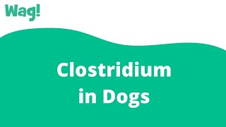 Clostridium In Dogs - Symptoms, Causes, Diagnosis, Treatment, Recovery,  Management, Cost