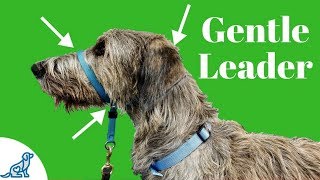 How To Use A Gentle Leader Head Collar - Professional Dog Training Tips -  Youtube