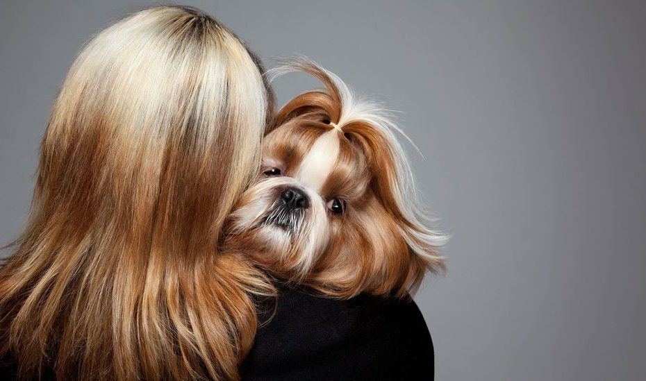Dogs Look Like Their Owners – It'S A Scientific Fact - Bbc Future
