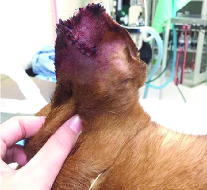 How To Treat Dog Wounds - Whole Dog Journal