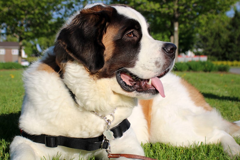 Do Saint Bernards Shed? Breed Care And Personality | Aspca Pet Health  Insurance