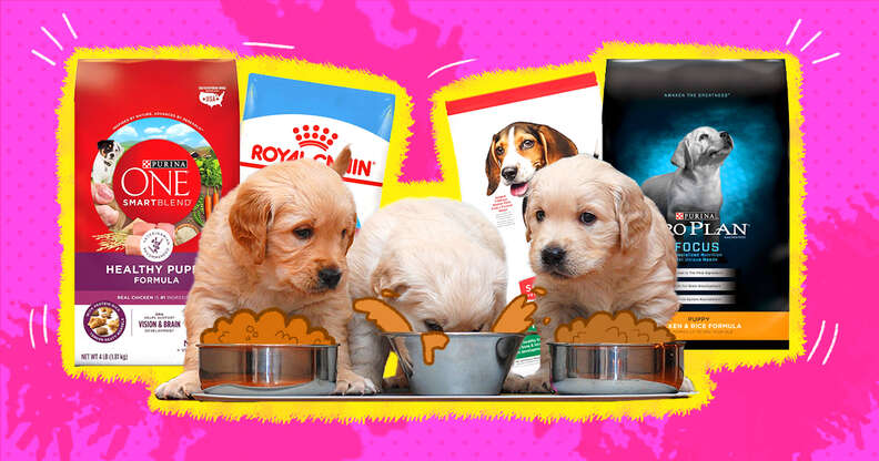 The 6 Best Puppy Foods, According To Veterinarians - Dodowell - The Dodo