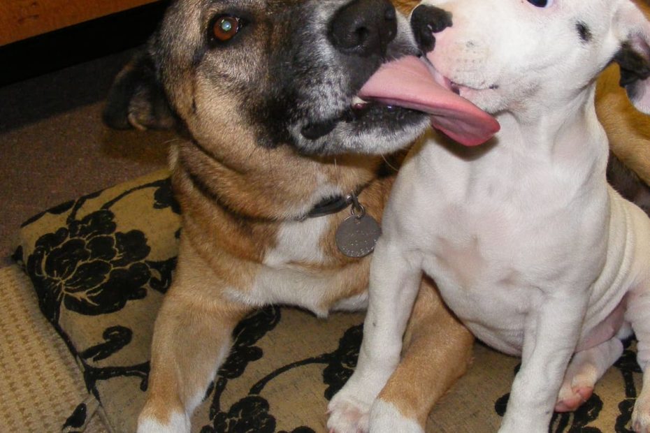 Why Is My Dog Obsessively Licking Other Dogs? - Pethelpful